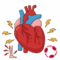 circulation sanguine et coeur gnp